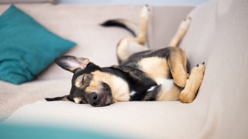 Köpek 4