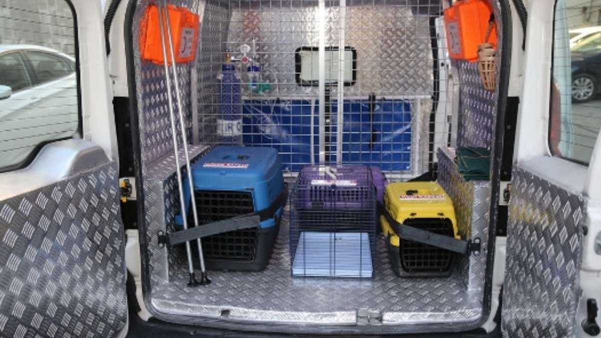 Kucuk Dostlar Kedi Kasabasi Kocasinan 2