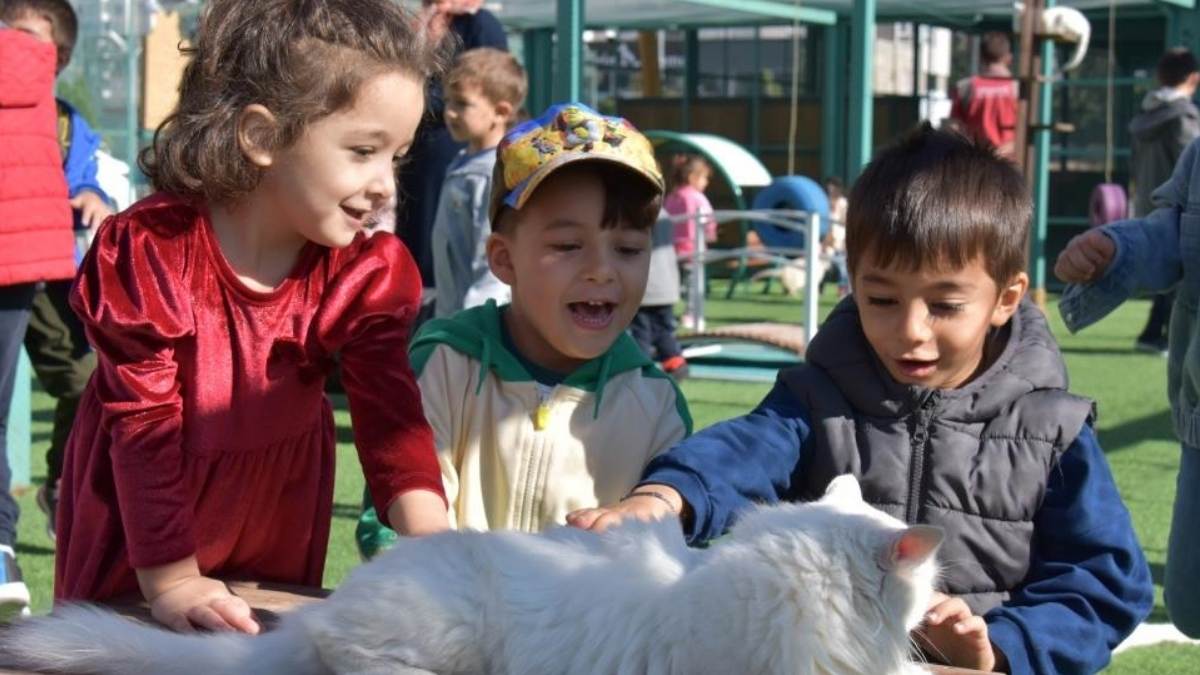 Kucuk Dostlar Kedi Kasabasi Kocasinan5
