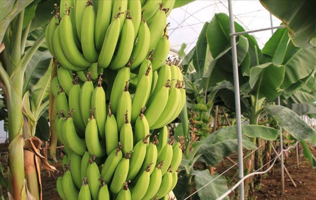 Sahte Muz Kalsiyum Karbür (6)