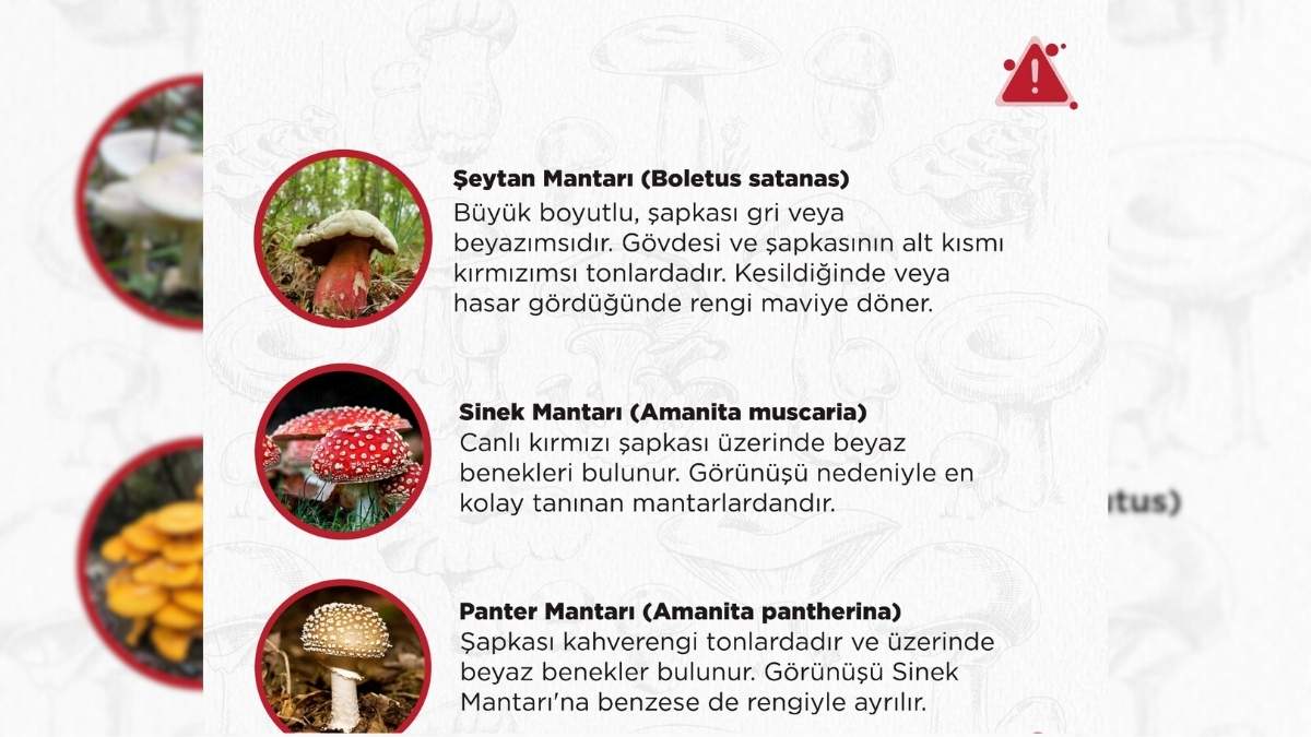 Zehirli Mantarlar Türkiye (1)
