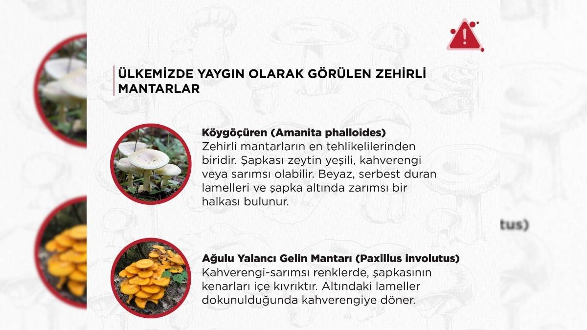 Zehirli Mantarlar Türkiye