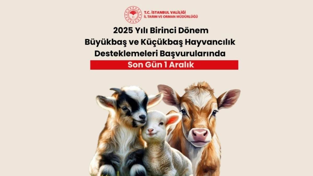 2025 Hayvancılık Destekleri İçin Başvurular Sürüyor Son Tarih Açıklandı