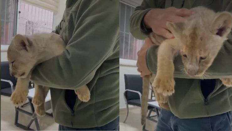 Aslan Tarım Orman Istanbul (1)