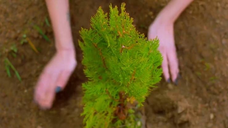 Cumhurbaşkanı Yumaklı Tarım Ağaçlandırma 11 Kasım Yeşil Vatan (1)