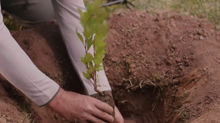 Cumhurbaşkanı Yumaklı Tarım Ağaçlandırma 11 Kasım Yeşil Vatan (3)