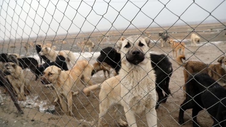 Deniz Altıntaş Yozgat (3)