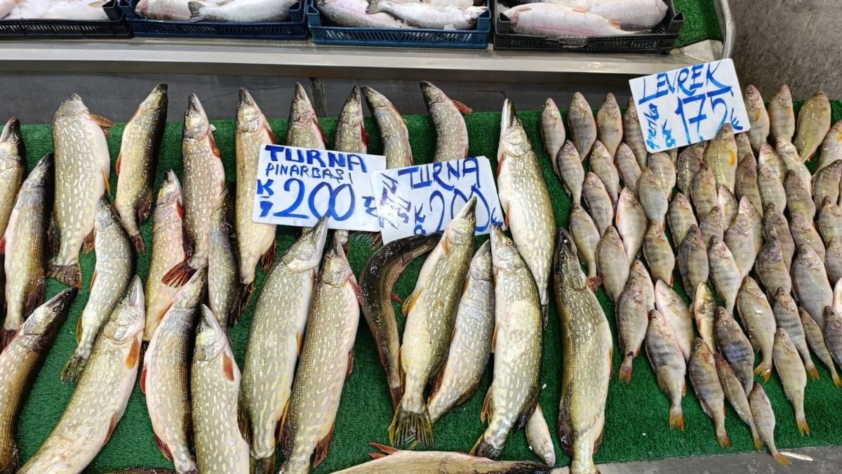 Kayseri Balık Fiyatları (5)