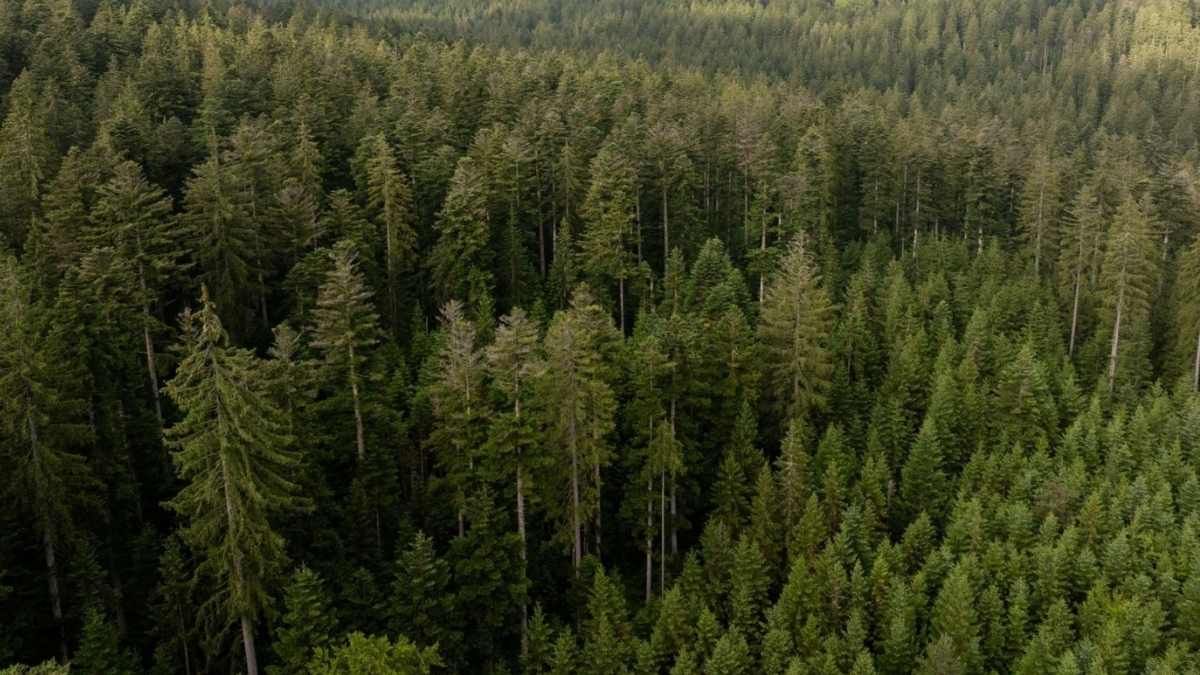 Kayseri Kocasinan'da Fidan Dikimitürkiye'ye Nefes Ol Kampanyası Devam Ediyor!