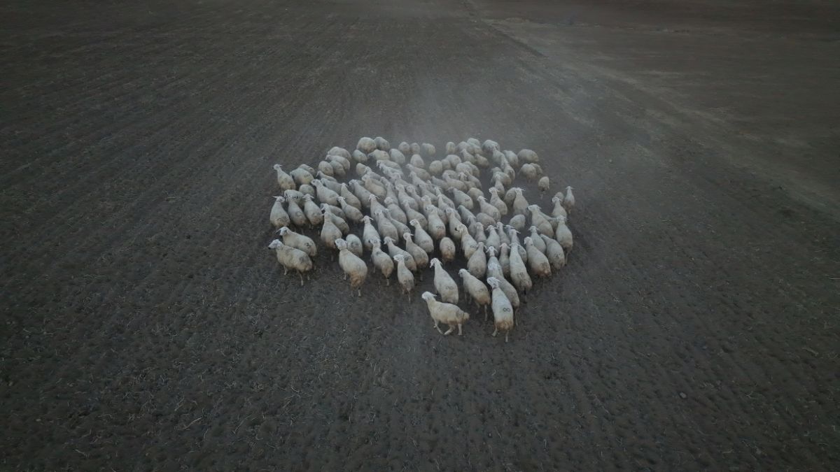Kayseri Koyunlar Artıyor Meralar Şenleniyor Projesi (3)