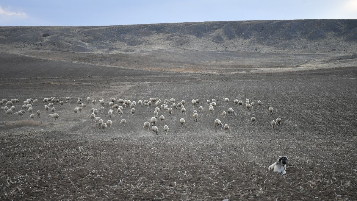 Kayseri Koyunlar Artıyor Meralar Şenleniyor Projesi (4)