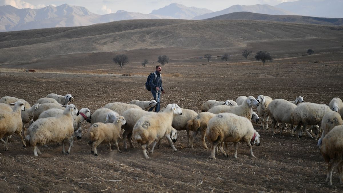 Kayseri Koyunlar Artıyor Meralar Şenleniyor Projesi (5)