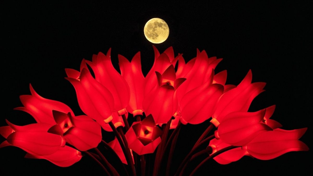 Karanlık gökyüzünde yükselen dolunay, kırmızı ışıklarla süslenmiş lalelerin üzerinde büyüleyici bir manzara oluşturuyor.