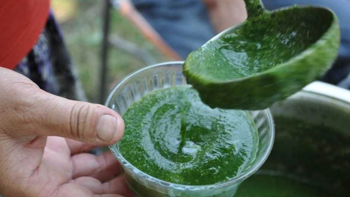 Kayseri’nin Kendiliğinden Yetişiyor Bu Otun Çorbası Şifa Saçıyor!2