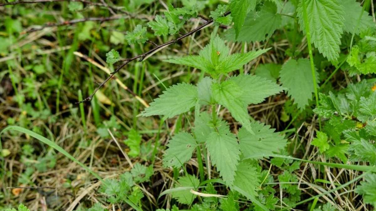 Kayseri’nin Kendiliğinden Yetişiyor Bu Otun Çorbası Şifa Saçıyor!4