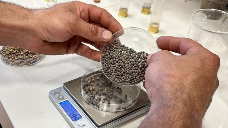 Kırşehir Fişek Orman (5)