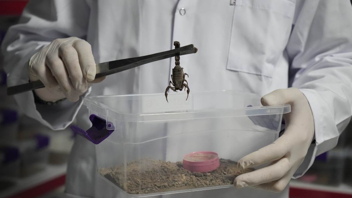 Niğdeli Girişimci Akrep Zehriyle Dünya Pazarına Açıldı!