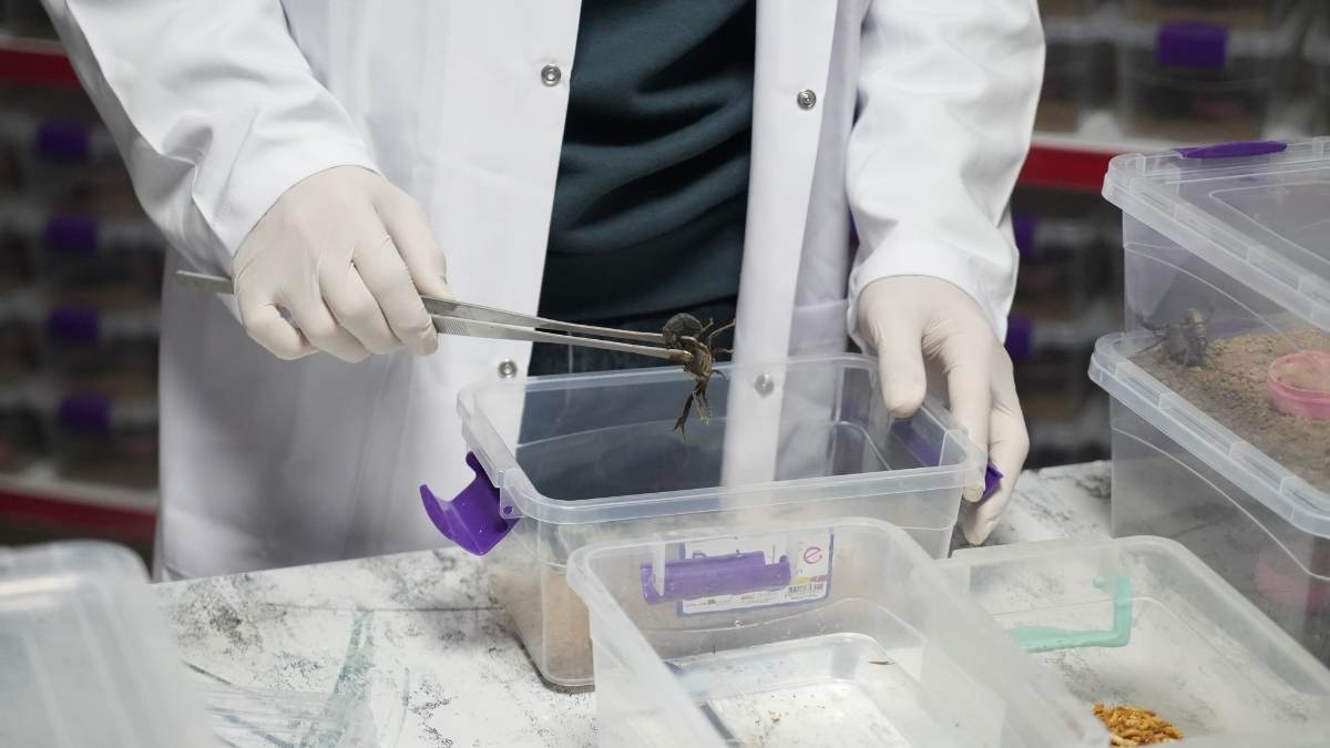 Niğdeli Girişimci Akrep Zehriyle Dünya Pazarına Açıldı!5