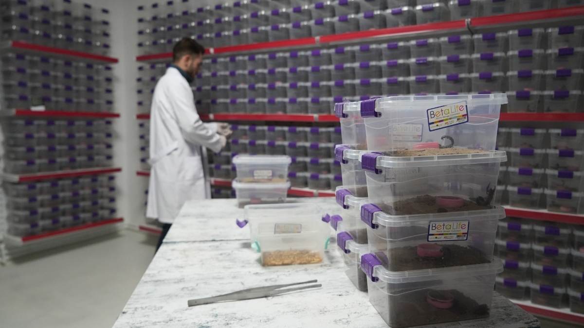 Niğdeli Girişimci Akrep Zehriyle Dünya Pazarına Açıldı!6