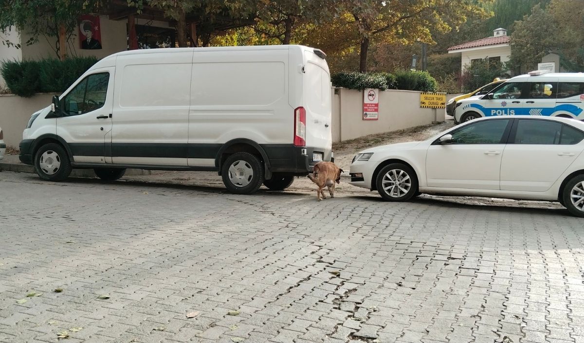 Sokak Köpekleri Park Halindeki Otomobile Saldırdı! (9)
