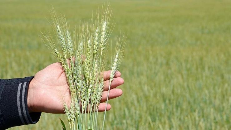 Tmo Buğday Şeker Pancarı Alım Fiyatı 2026 (2)