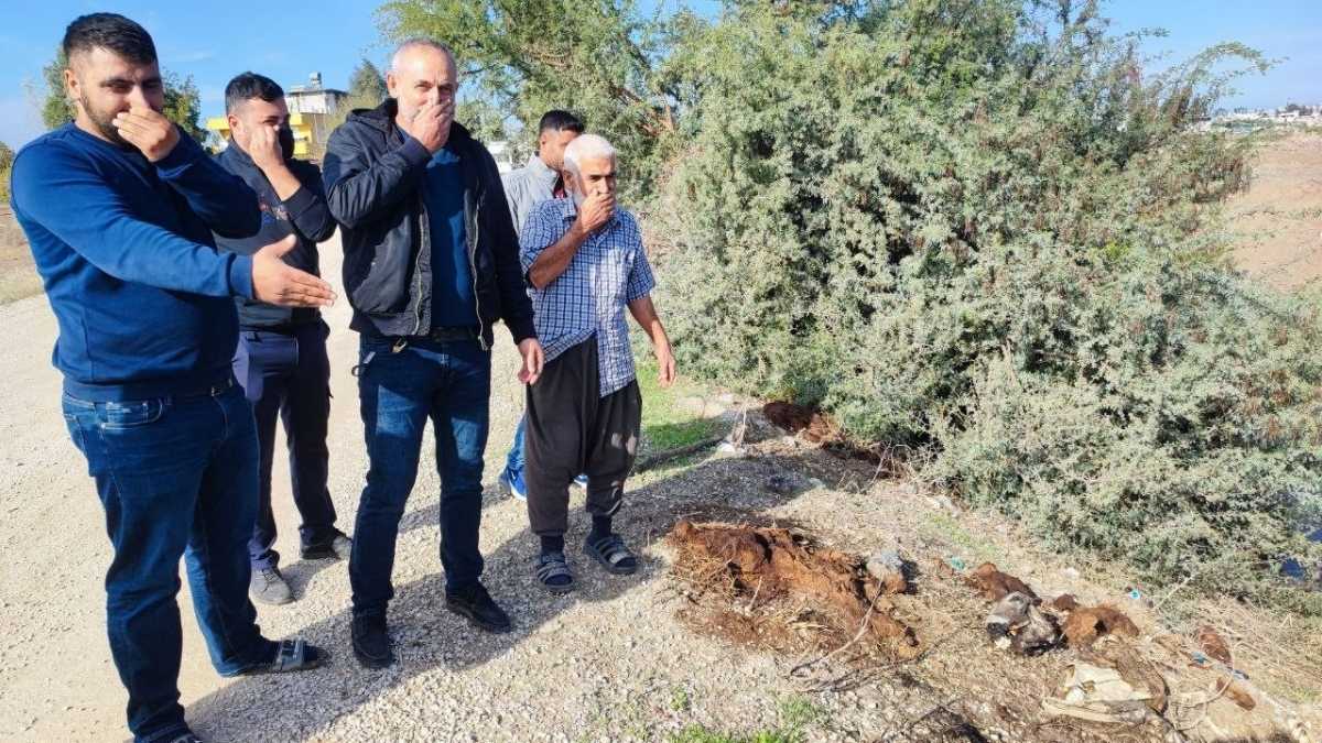 Adana’da Dere Kenarına Kesilmiş At Eşek Kafası Ve Parçaları Atıldı! (1)