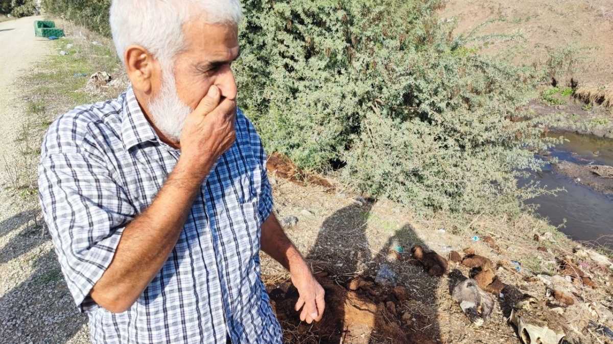 Adana’da Dere Kenarına Kesilmiş At Eşek Kafası Ve Parçaları Atıldı! (4)-1