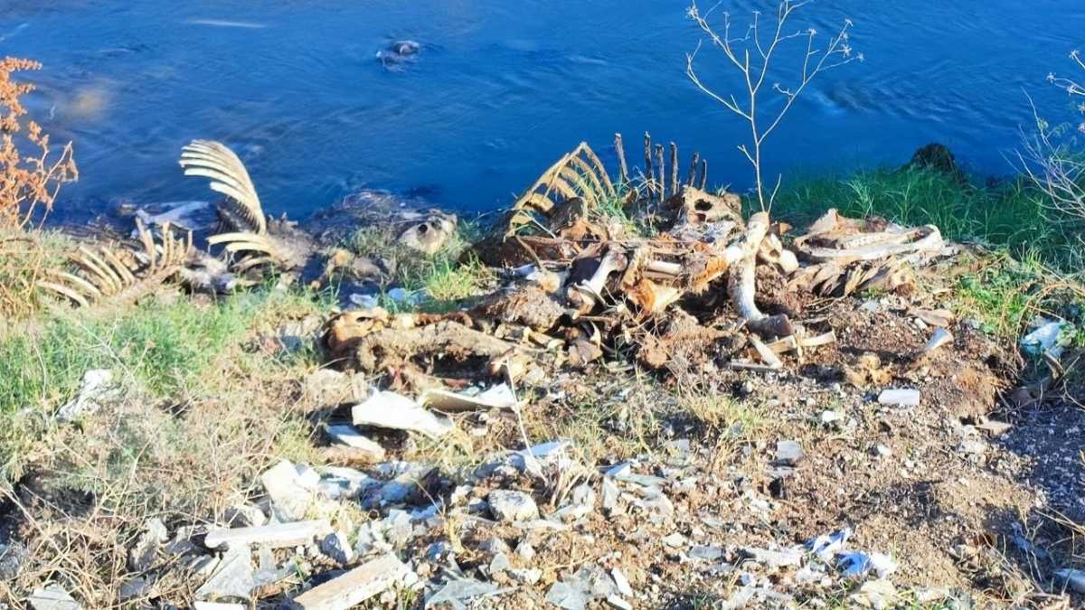 Adana’da Dere Kenarına Kesilmiş At Eşek Kafası Ve Parçaları Atıldı! (5)