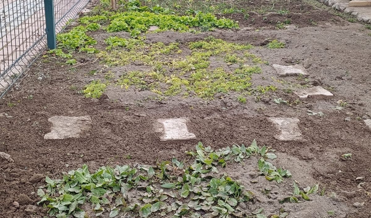 Hobi Bahçeleri Yaşatma Derneği (3)