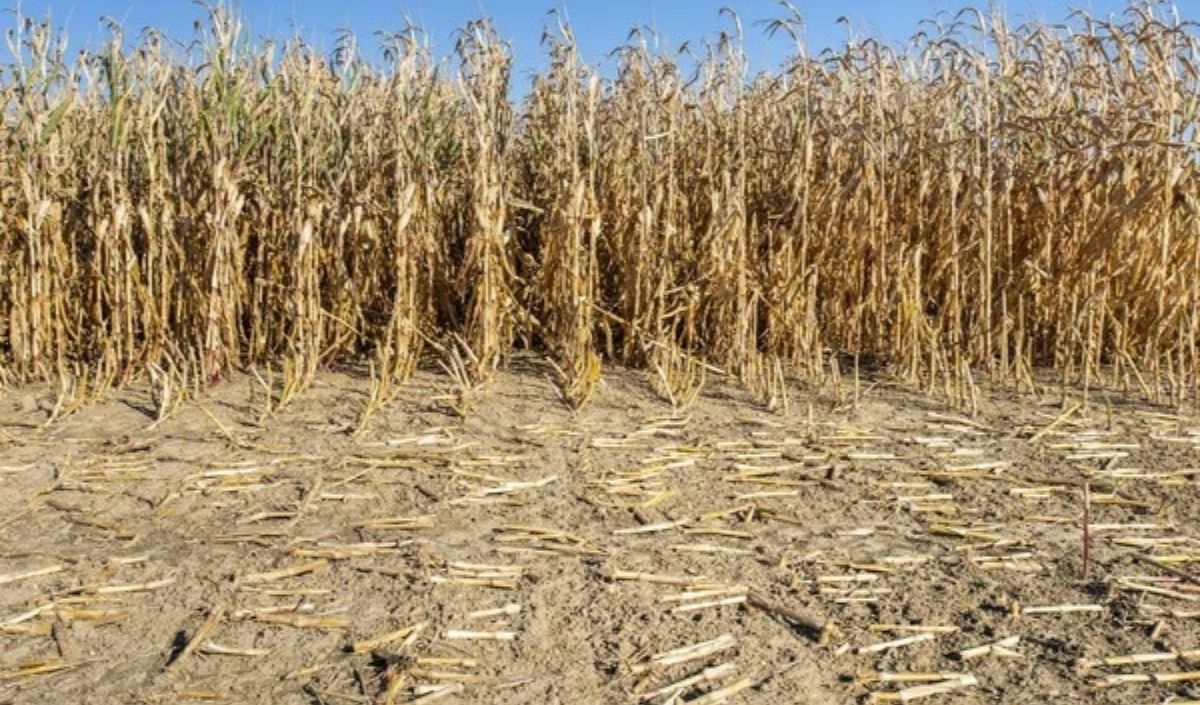 İç Anadolu’da Kuraklık Üreticiyi Vurdu! Kayseri Ne Durumda (3)