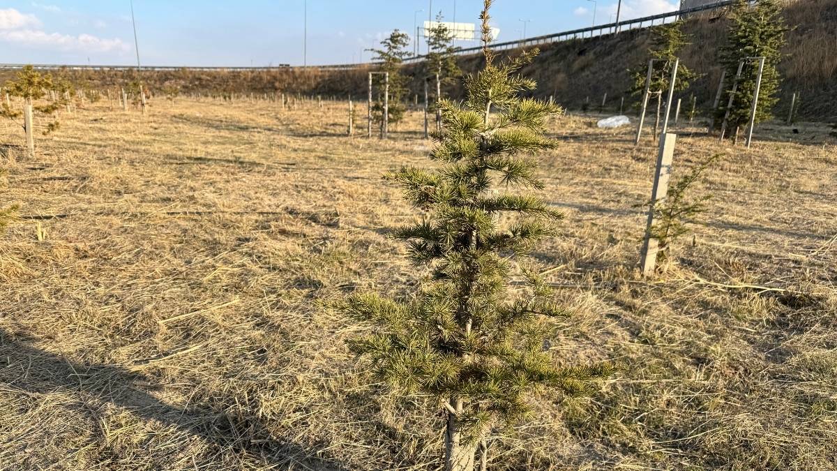 Kayseri Yeşile Büründü! Binlerce Fidan Toprakla Buluştu (2)