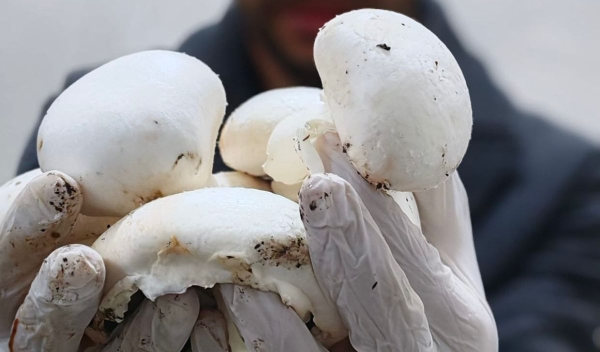 Sarız’da Öğrenciler Mantar Üretimi Gerçekleştirdi (4)-1