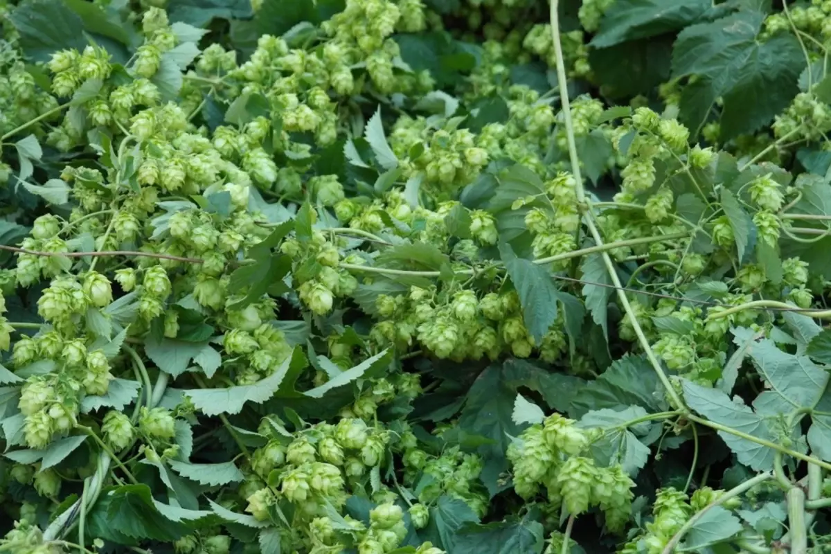 Turk Ciftcisinin Ot Diye Cope Attigi Bitki 19356675 4267 Amp