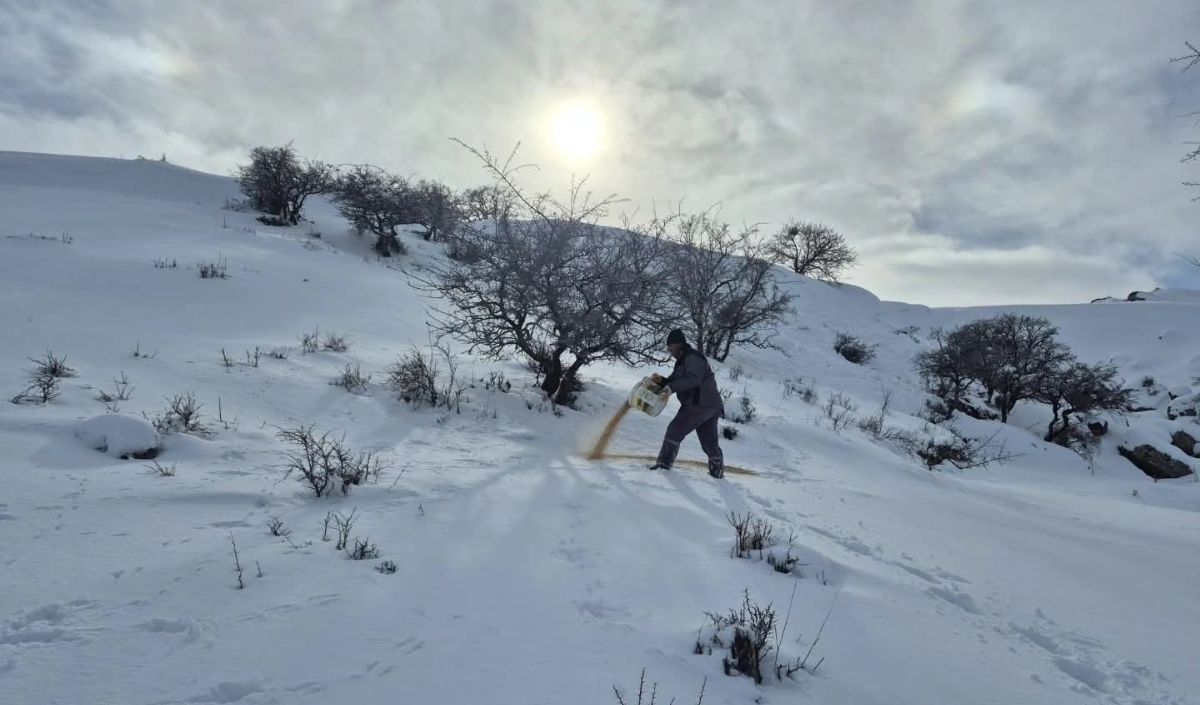 Bünyan Belediyesi Sokak Hayvanlarına Yiyecek Bıraktı (1)