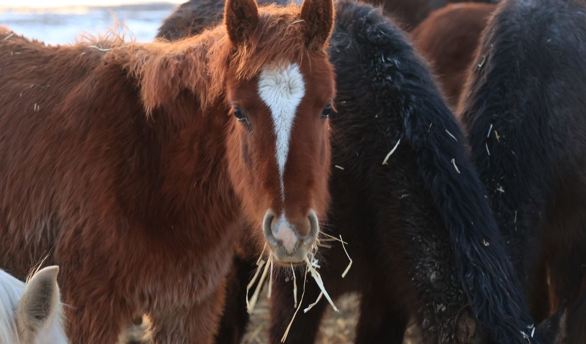 Hürmetçi Sazlığı’nda Gün Batımı Manzarası! Yılkı Atları Dronla Görüntülendi (2)