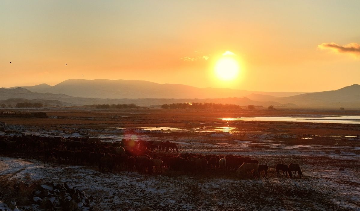 Hürmetçi Sazlığı’nda Gün Batımı Manzarası! Yılkı Atları Dronla Görüntülendi (5)