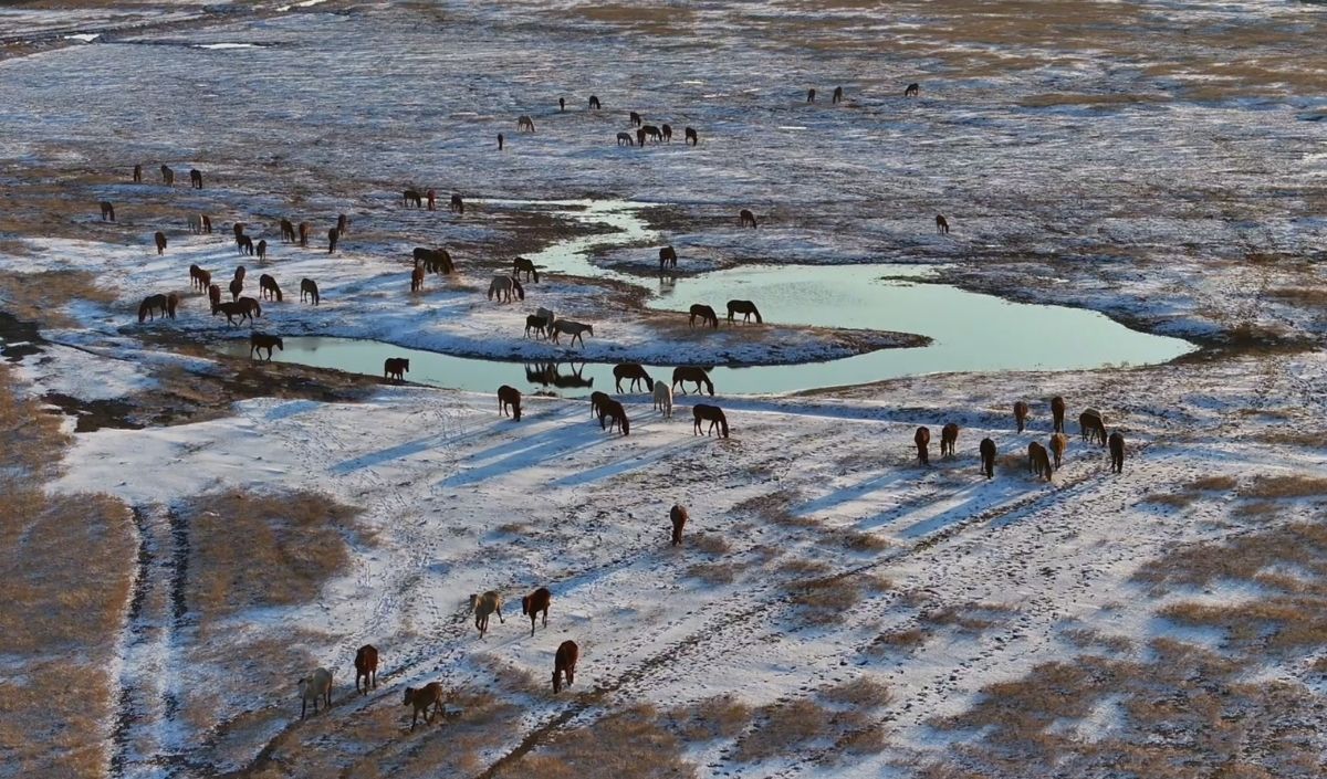 Hürmetçi Sazlığı’nda Gün Batımı Manzarası! Yılkı Atları Dronla Görüntülendi (6)
