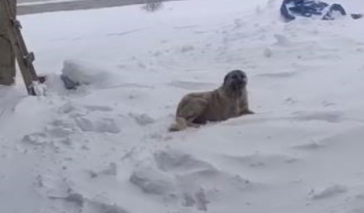 Kar Ve Tipiden Kaçtı, Ahırda Mahsur Kaldı-2