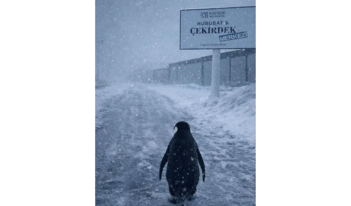 Kayıp Penguen Kayseri'de (1)