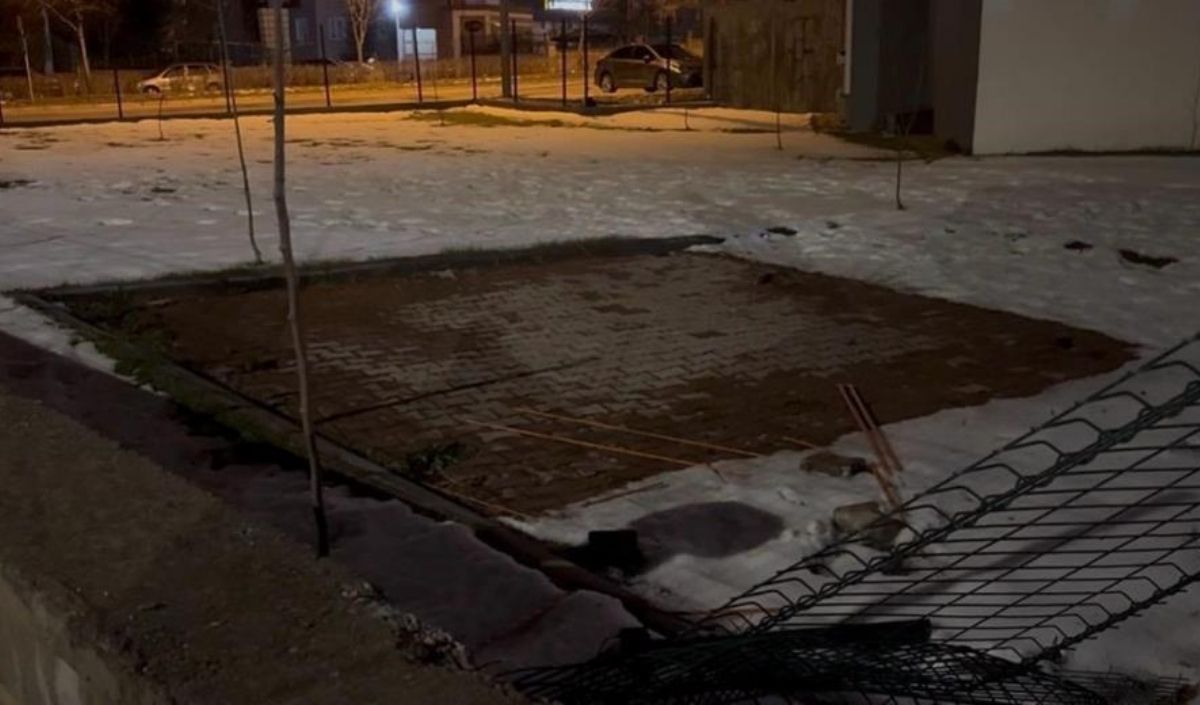 Kayseri'de Kamelya (2)