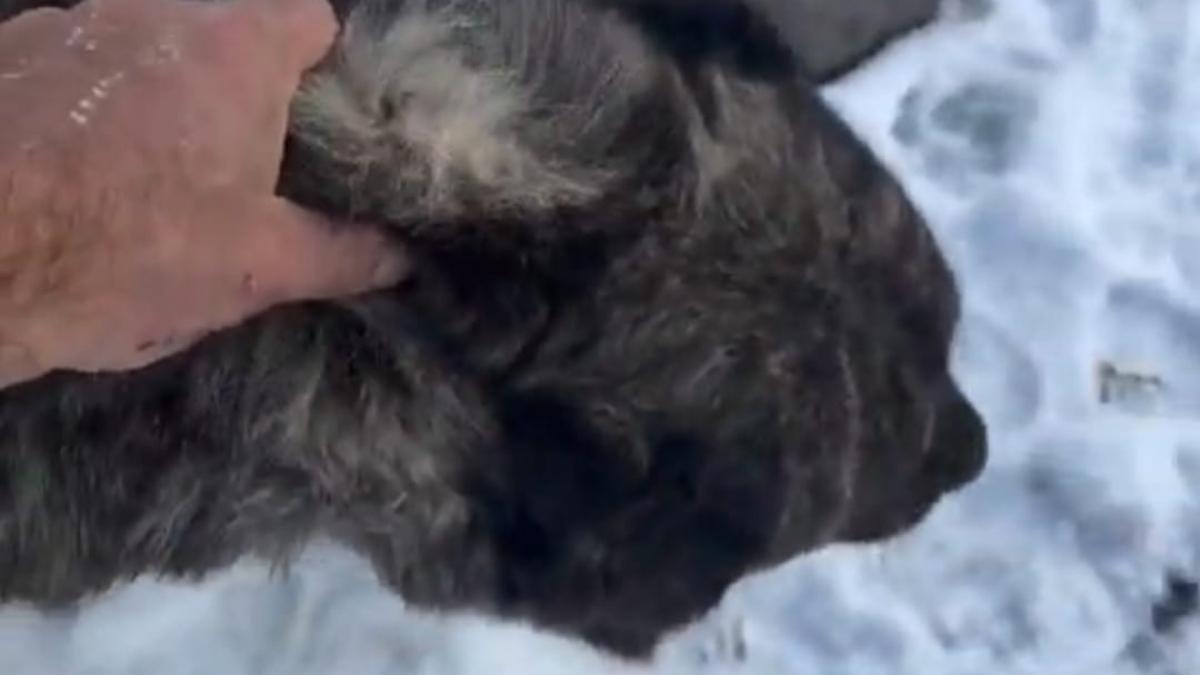 Tomarza’da Yürekleri Ağza Getiren Anlar Sıkışan Köpek Iş Makinesiyle Kurtarıldı2