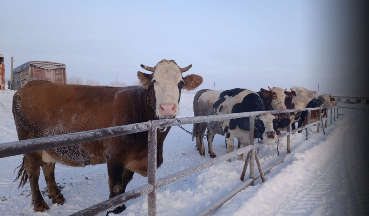 Türkiye’nin En Büyük Hayvan Pazarı Olarak Bilinen Sivas Şarkışla Hayvan Pazarı, Etkili Olan Yoğun Kar Yağışı Ve Ağır Kış Şartları Nedeniyle Geçici Süreyle Kapatıldı. (2)