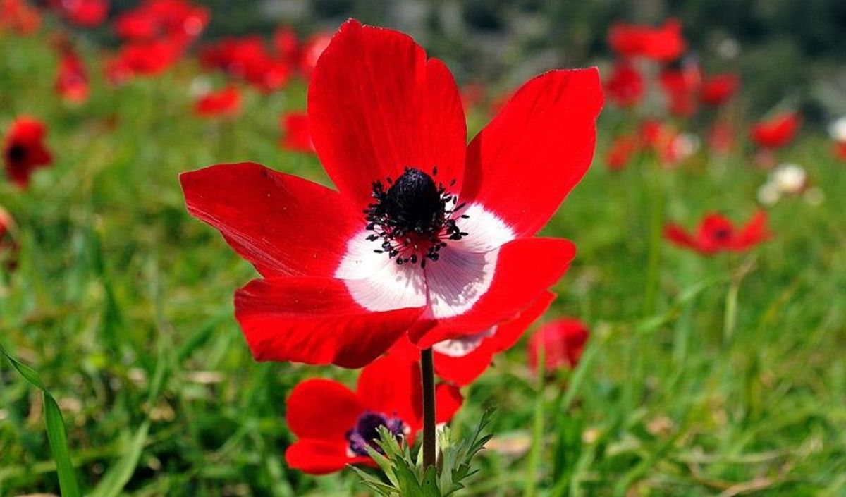 Baharın Müjdecisi Geliyor! İlk Cemre Ne Zaman Düşecek (1)