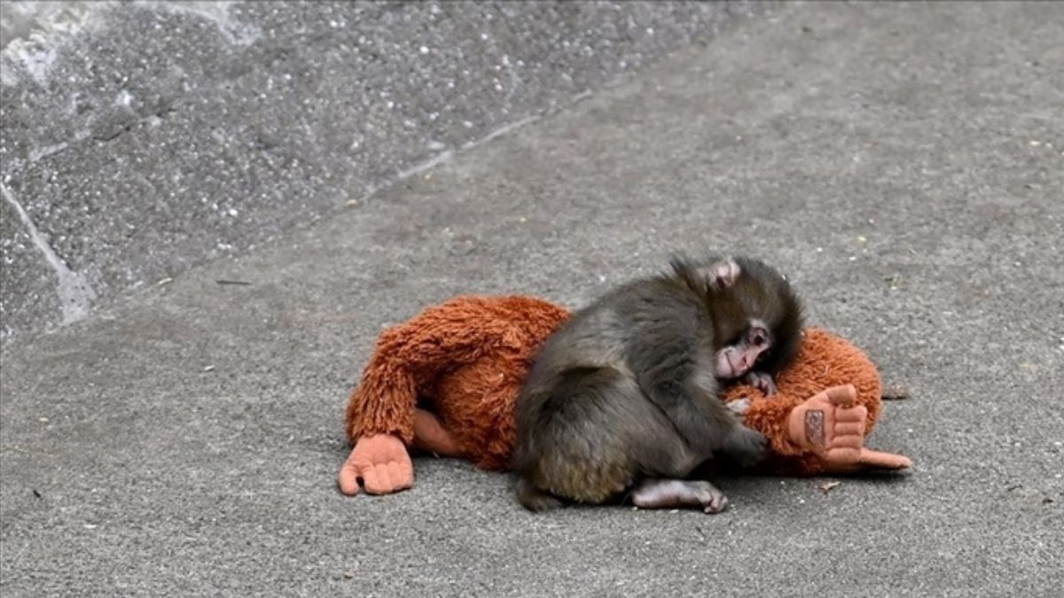 Bebek Maymun Punch Satis (2)