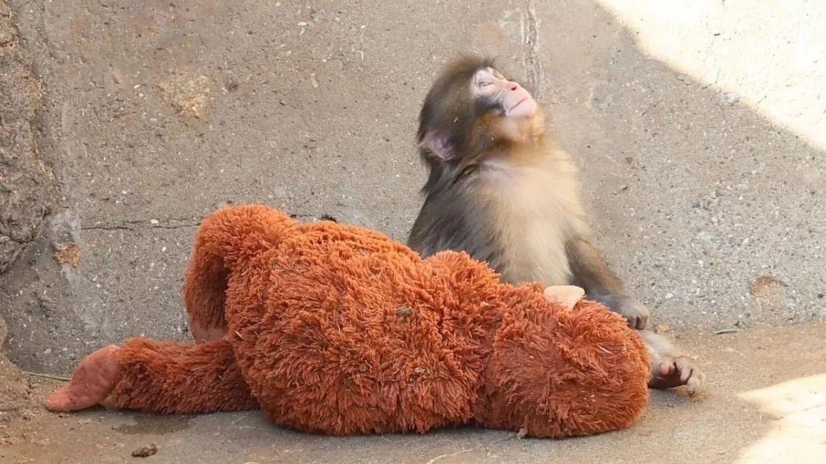 Bebek Maymun Punch Satis (3)