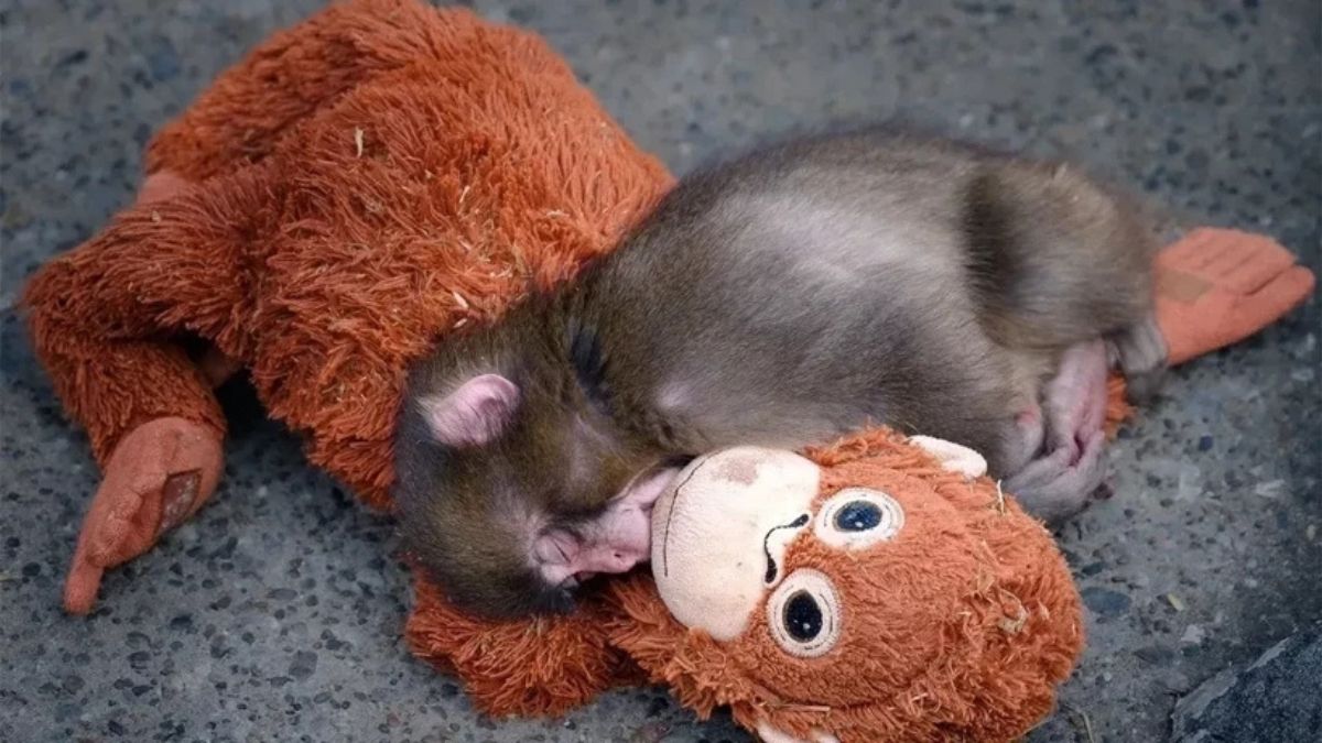 Bebek Maymun Punch Satis (4)