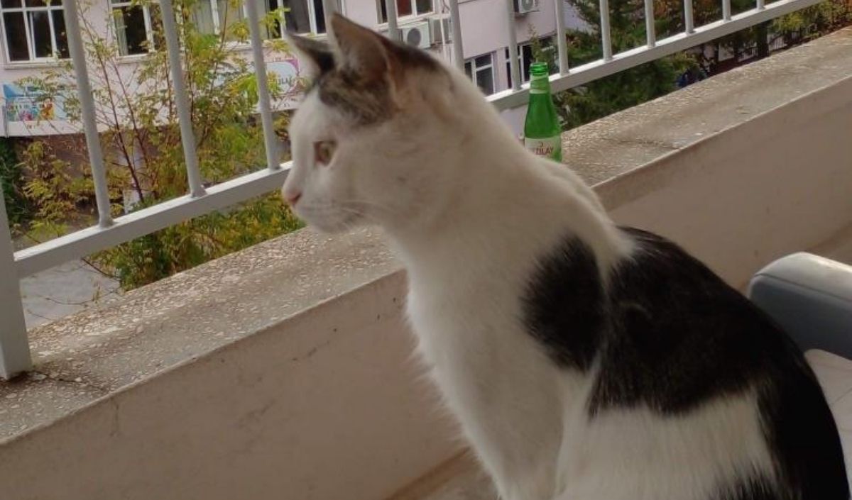 kedi arama macerası