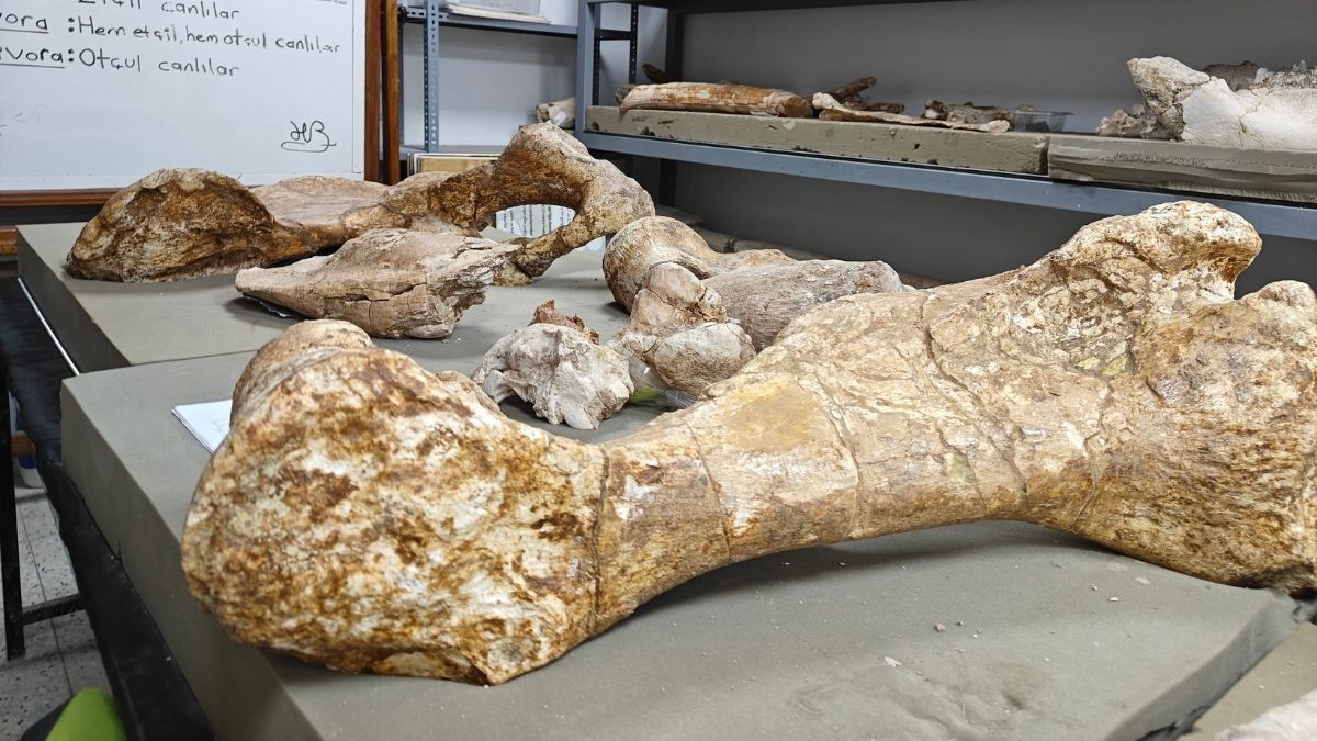 Kayseri Fosil 7.7 Milyon Yıllık (3)