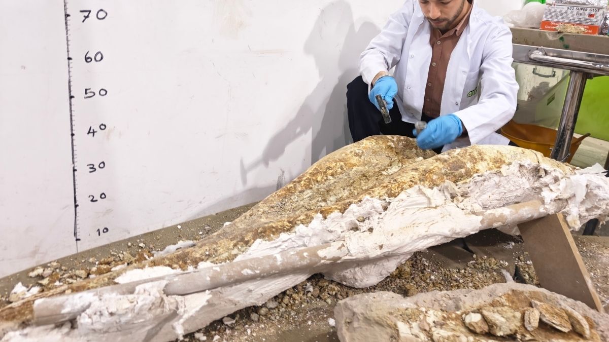 Kayseri Fosil 7.7 Milyon Yıllık (5)