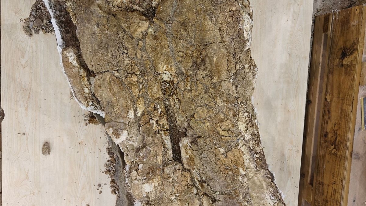 Kayseri Fosil 7.7 Milyon Yıllık (7)